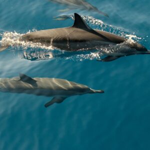 Dolphin Expedition – 2hrs Trip