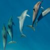 Dolphin Expedition – 2hrs Trip - Image 2