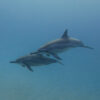 Brunch at Sea – 4hrs Trip - Image 2