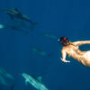 Dolphin Expedition – 2hrs Trip - Image 3